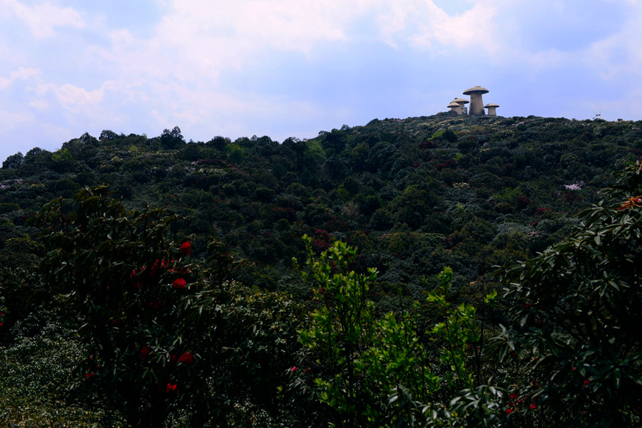 师宗菌子山风景区预订_地址_价格查询-【要出发, 有的