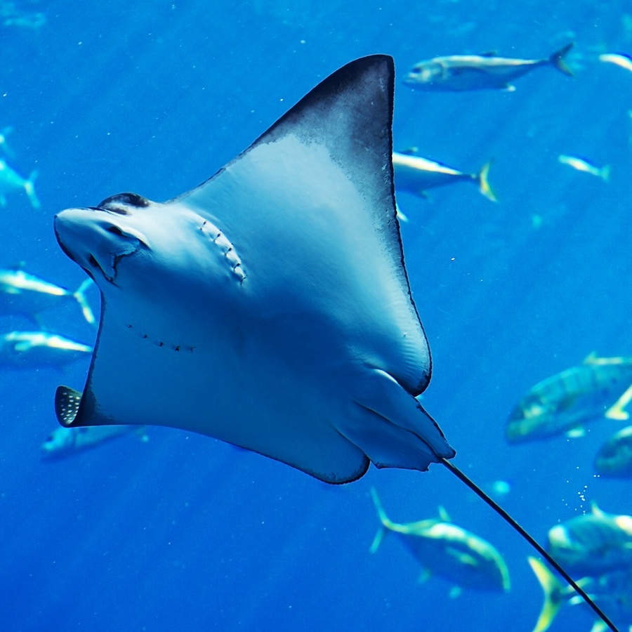 海南| 三亚 亚特兰蒂斯失落的空间水族馆