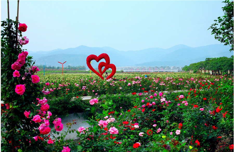 门口种植的四季花池(品种有海棠,蝴蝶花,石竹梅;代表爱的字母love