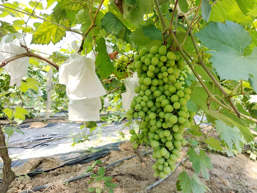 花都宝桑园门票预订(随买随用/随时可退)