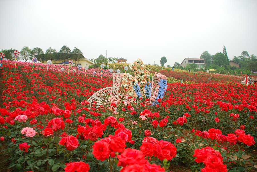 四川| 广安 百万玫瑰·梦幻花海,遍地芬芳