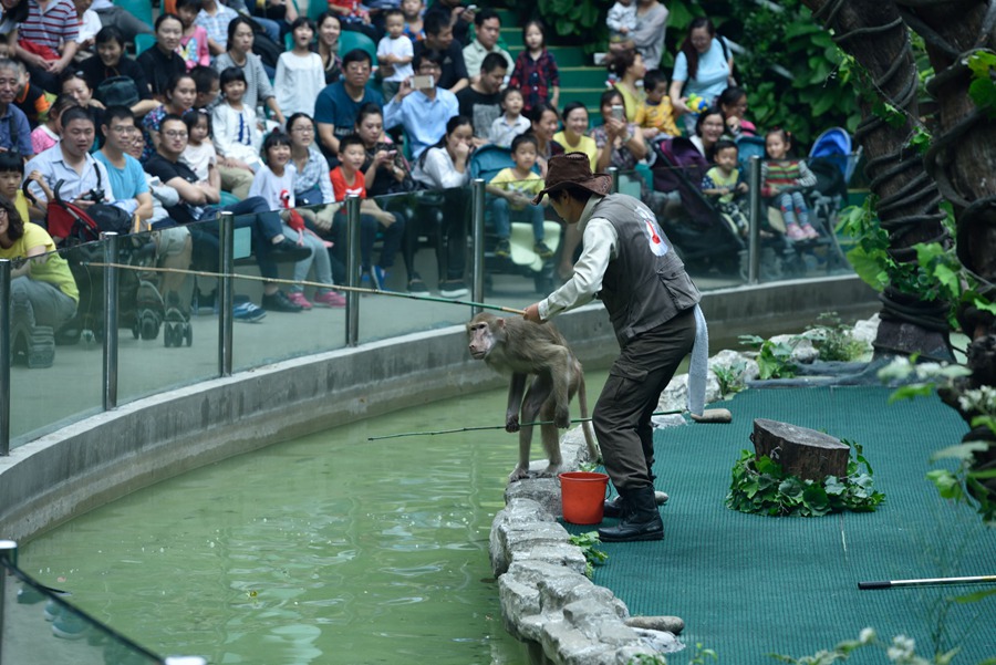【学生特惠】广州长隆野生动物世界大学生特惠票1张