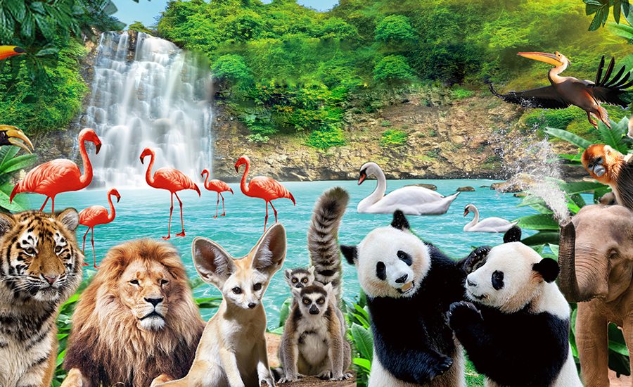 深圳野生动物园门票预订_地址_价格查询【要出发, 有品质的旅行】 深圳野生动物园门票预订_地址_价格查询【要出发, 有品质的旅行】