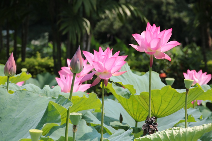 佛山荷花奇境(荷花世界)预订_地址_价格查询-【要出发, 有品质的旅行