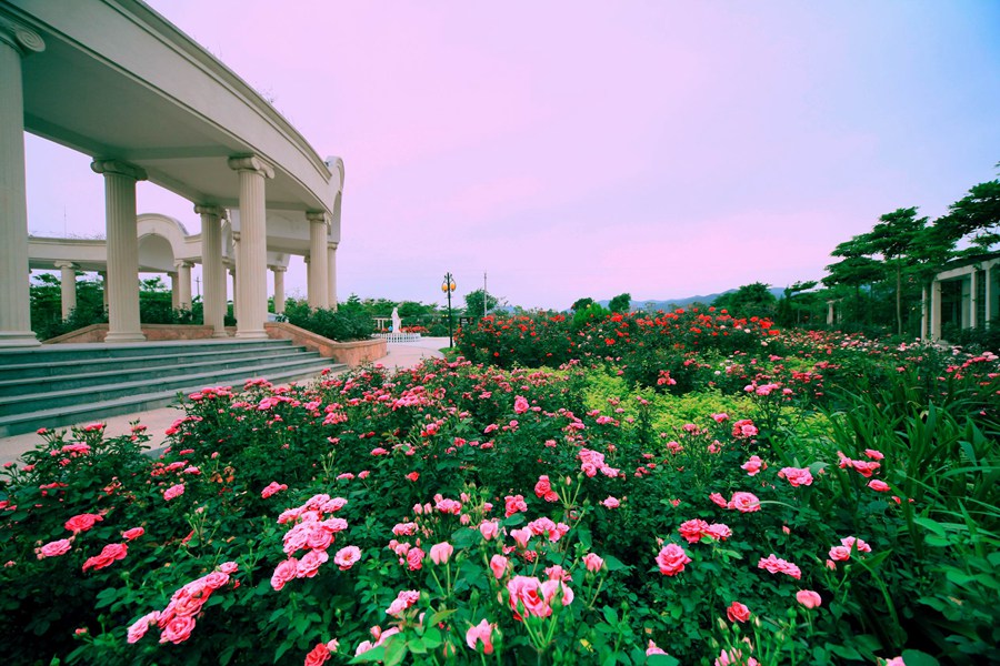 从化花卉基地图片