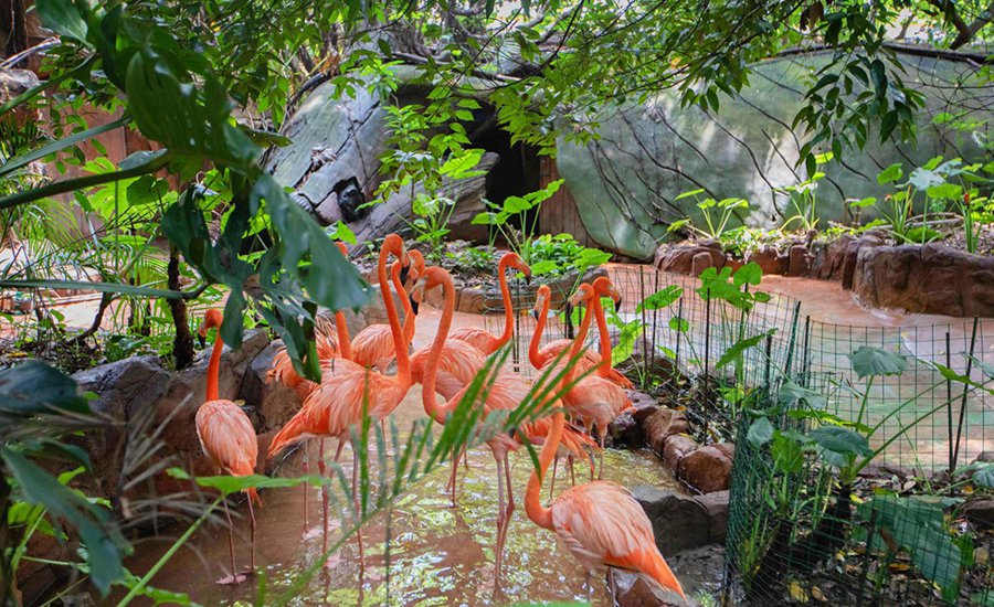 佛山 佛山长鹿旅游休博园           童话动物王国,神奇动物在哪里