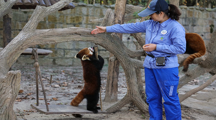 上海野生動物園景區門票斑馬投餵羊駝長頸鹿袋鼠投餵喂火烈鳥河馬水域