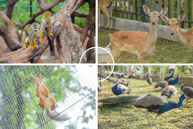 广东| 佛山 南丹山森林王国,近距离接触雨林