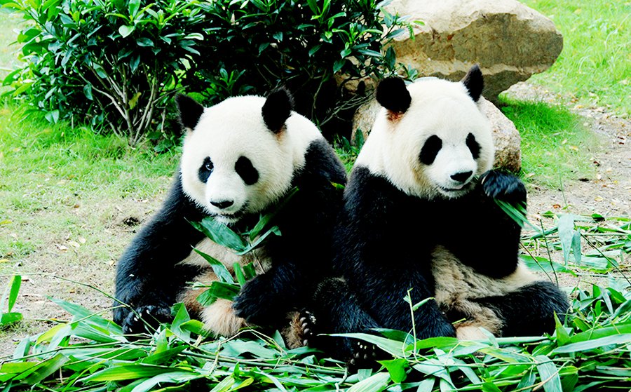 【深圳】深圳野生动物园亲子票(1大1小)