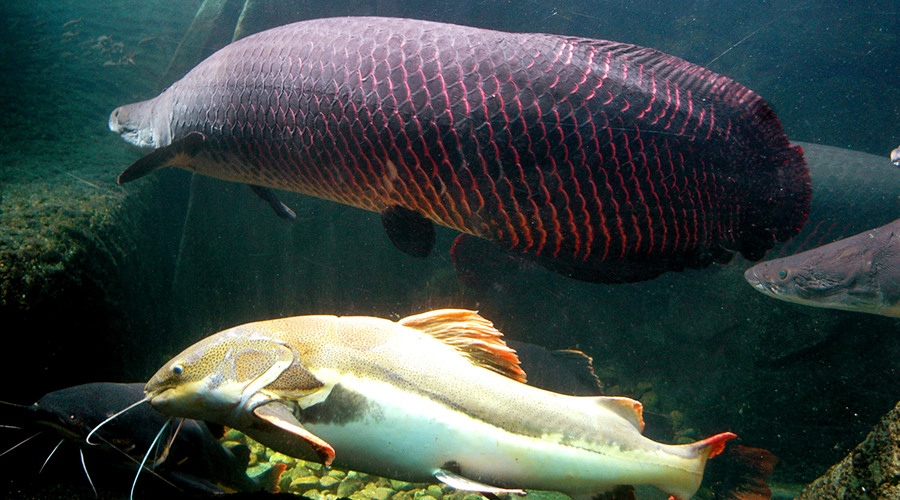 快速出票深圳青青世界景区电子票门票
